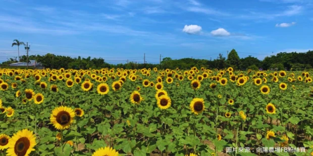 向陽農場-賞向日葵花海(含入園門票)