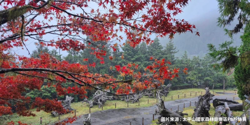 太平山國家森林遊樂區~賞楓紅